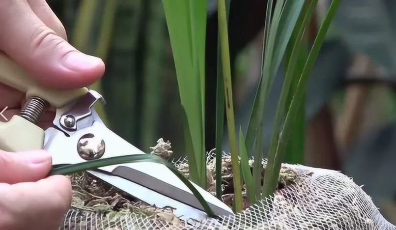 蘭花的根可以剪嗎