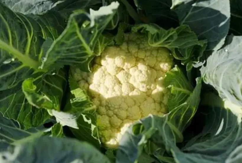 花椰菜變色還可以吃嗎？破解變色真相與安全食用全指南