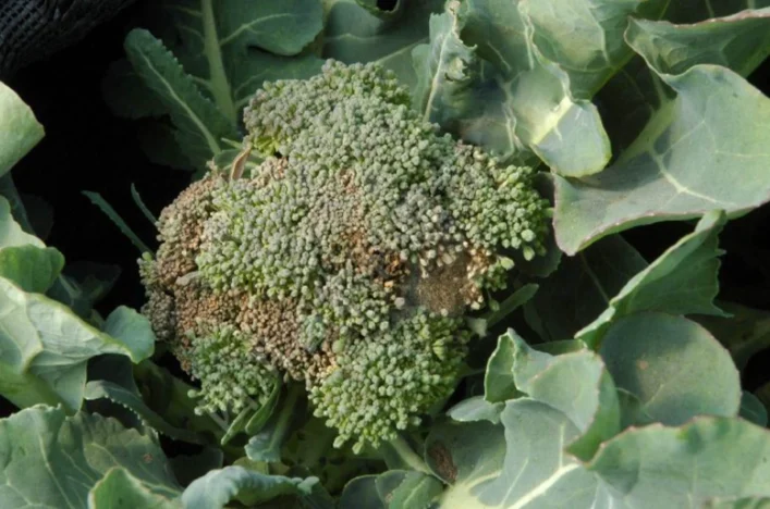 青花菜變黃怎麼辦