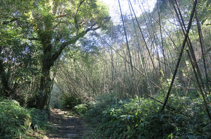 回頭嶺大凍山登山全攻略：路線、景點、交通與安全貼士一次掌握