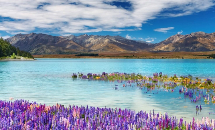 紐西蘭入境卡中文版