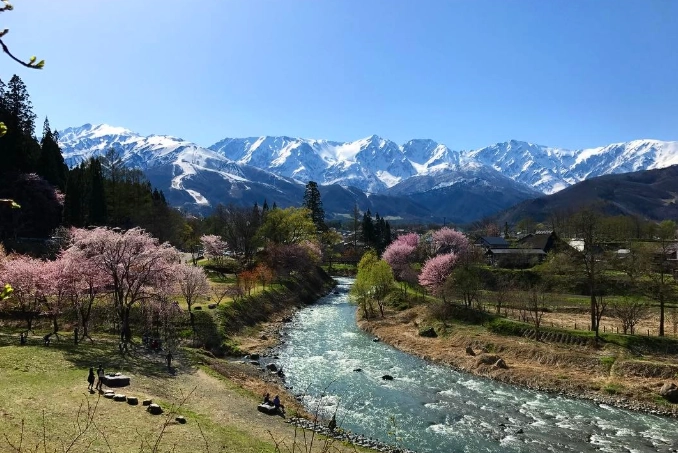 大出公園櫻花時間