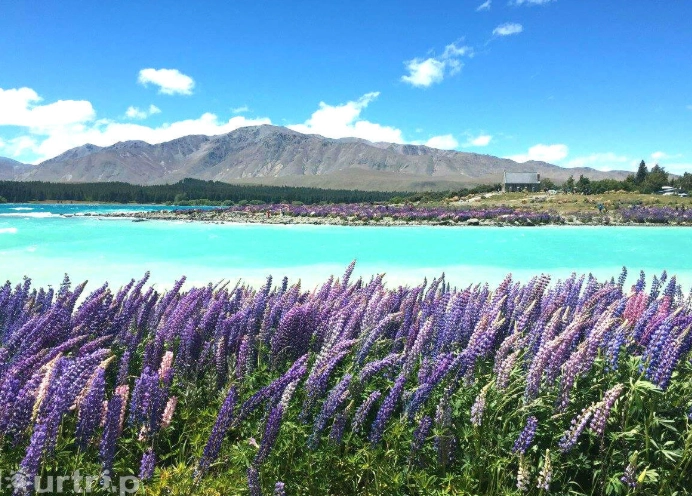 紐西蘭駕照譯本全攻略：申請步驟、使用須知與常見問題