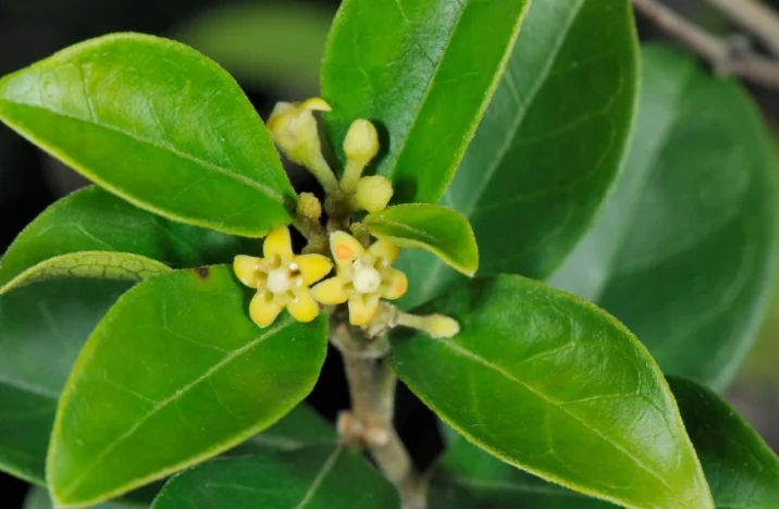 武靴葉什麼時候吃最好