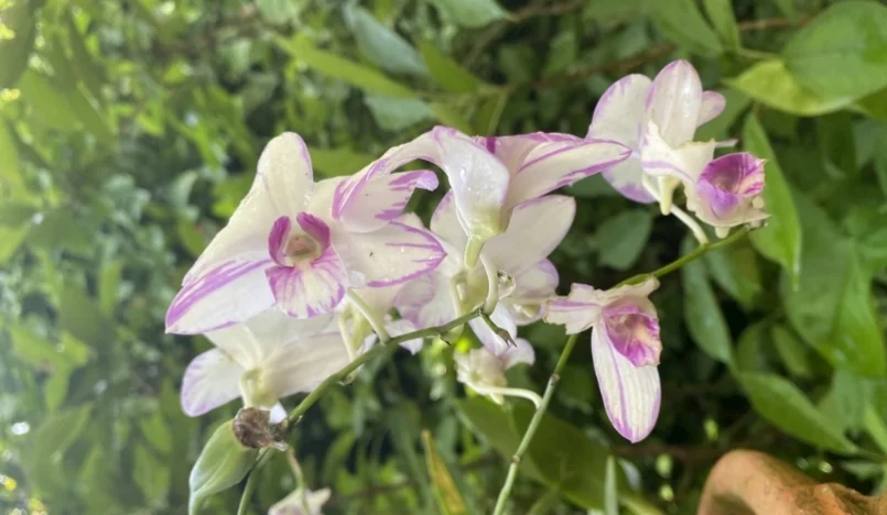 蘭花買回來如何處理