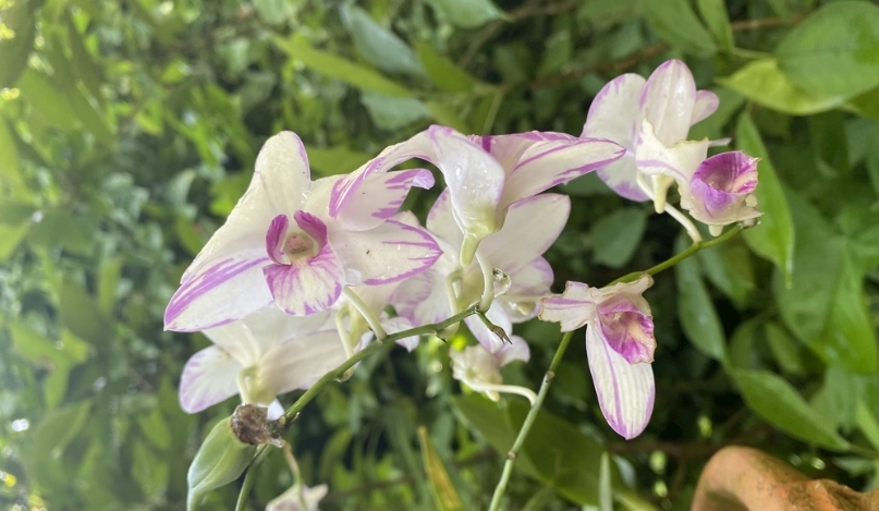 蘭花買回來如何處理？完整步驟指南與常見問題解答