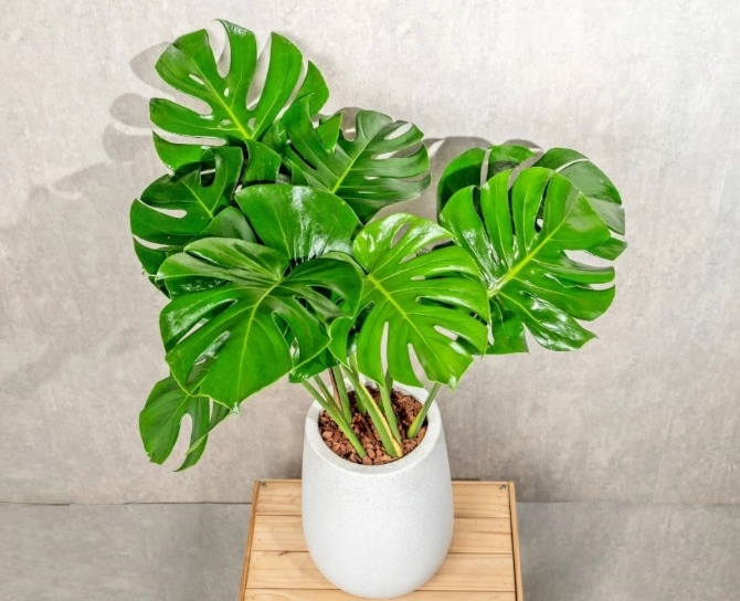 龜背芋木質化全解析：成因、處理與養護指南