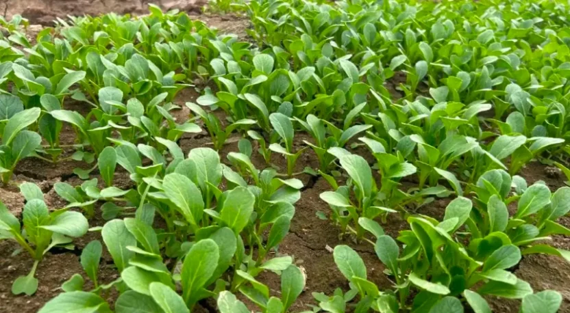 蔬菜種植時間表太全了必須收藏