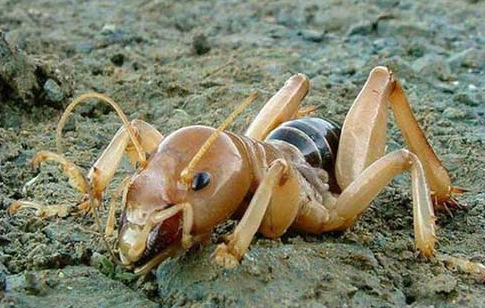 紐西蘭沙蠅季節