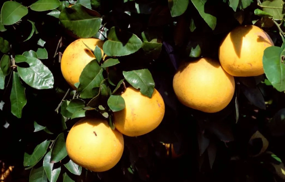 吃柚子不能吃花生：健康風險真相與常見疑問解答