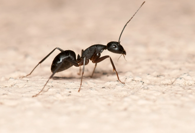 螞蟻怕漂白水嗎