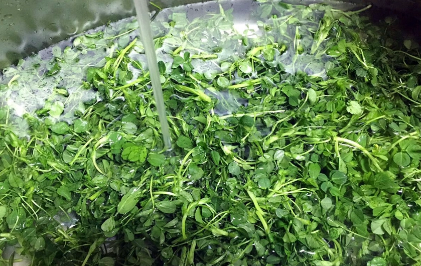 苜蓿芽怎麼洗？完整清洗步驟與安全指南，避免細菌殘留