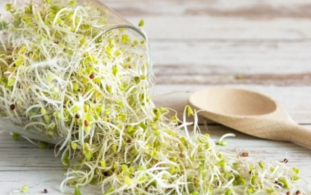 苜蓿芽是什麼豆