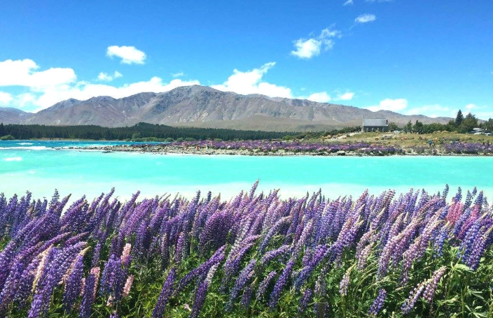 紐西蘭申報物品