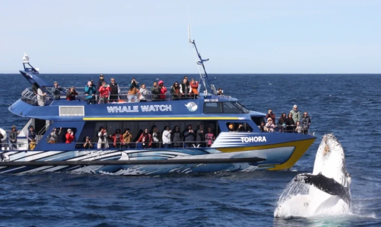 紐西蘭賞鯨季節