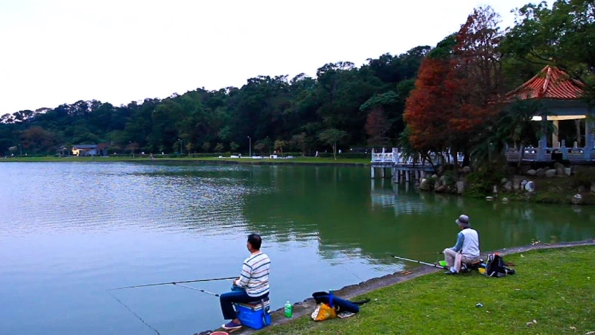 碧湖公園釣魚全攻略：從新手到高手的必備技巧與規則解析