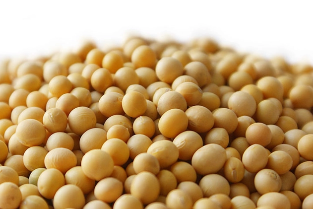 黃豆 大豆 差異