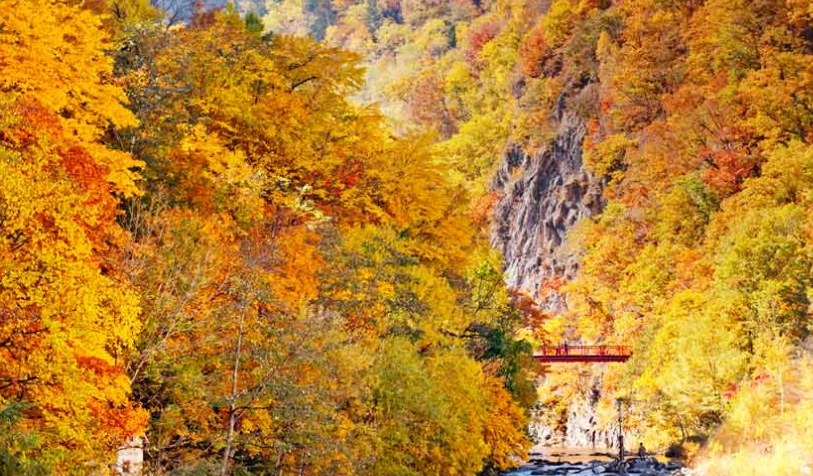 定山溪楓葉 定山溪楓葉
