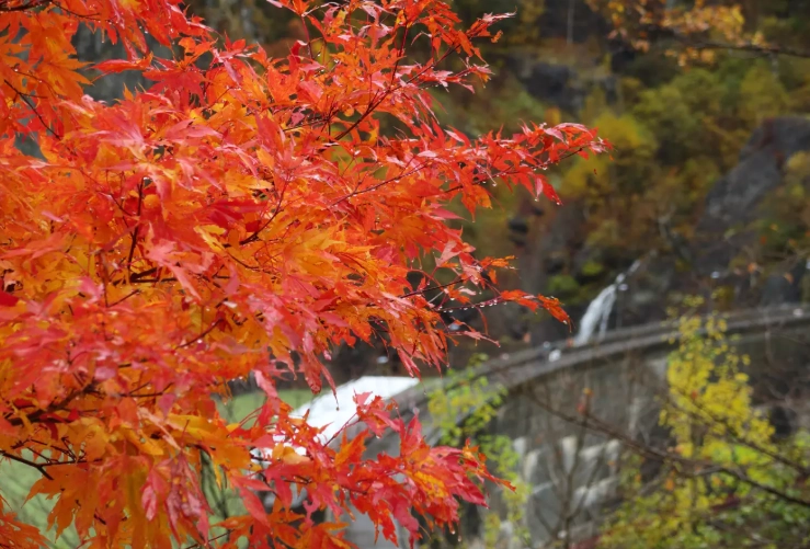 定山溪賞楓 定山溪賞楓