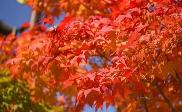 北海道楓葉景點 北海道楓葉景點