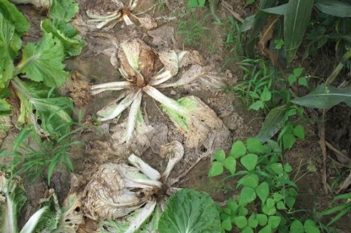 十字花科蔬菜保健食品功效