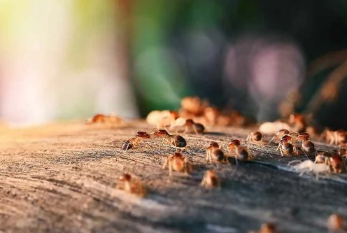 大水螞蟻處理方法