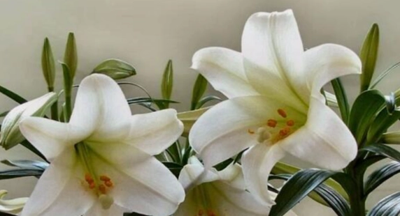 自由花語全解析：哪些花象徵著自由與獨立？