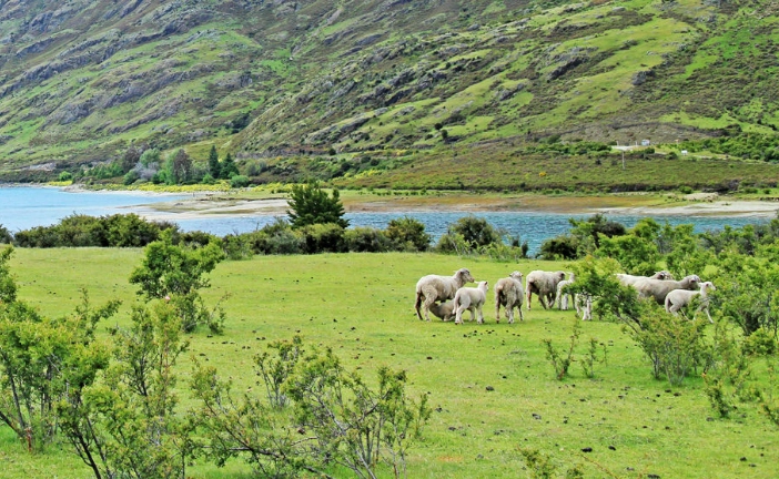 紐西蘭旅遊產業
