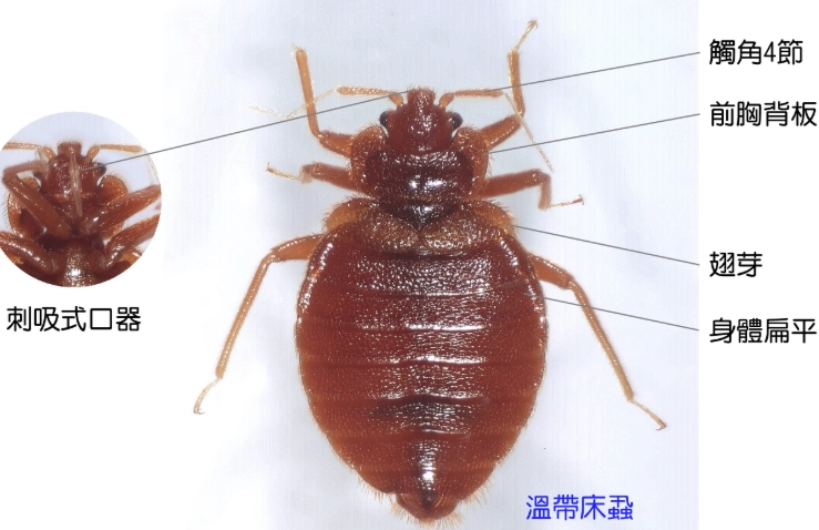 床蟲消滅