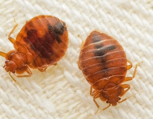 除床蝨方法