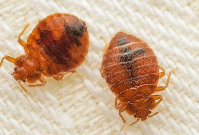 消滅床蝨