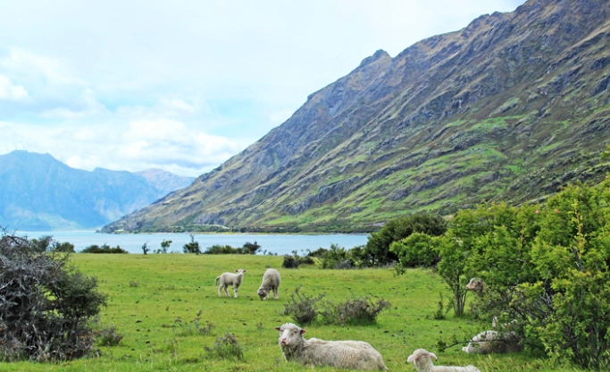 紐西蘭旅遊產業