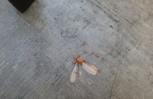 大水螞蟻出沒時間