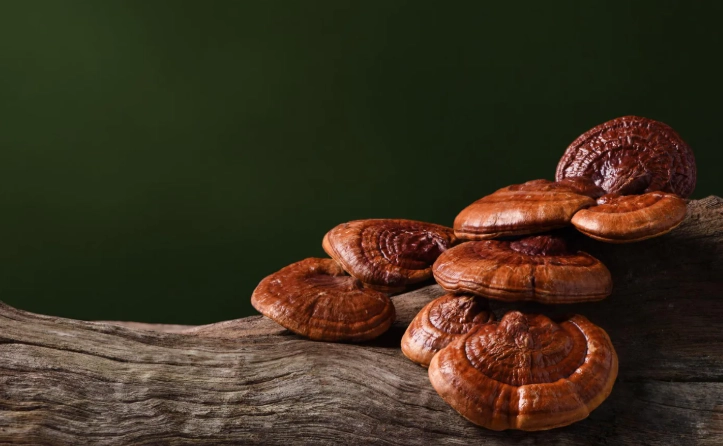 靈芝功效與禁忌