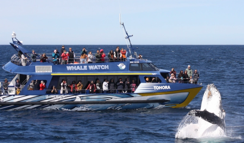 凱庫拉賞鯨季節全攻略：行前必讀的實用指南