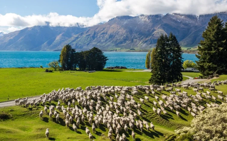 紐西蘭國內旅遊