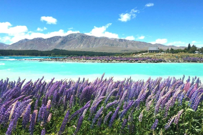 鴻大旅行社紐西蘭之旅