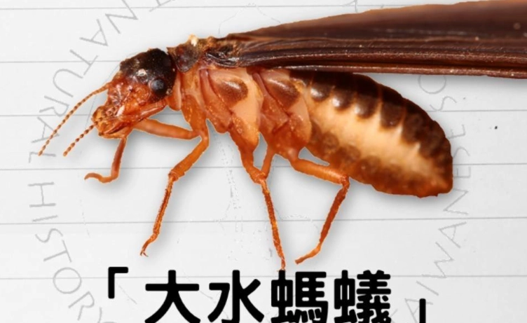 大水螞蟻是什麼