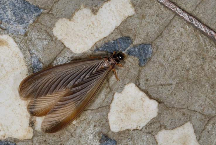 飛蟻突然很多怎麼辦？專家解析原因與終極防治指南